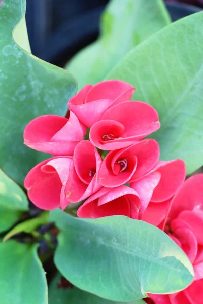 Euphorbia Milli Crown Thorns Nature — Stock Photo, Image