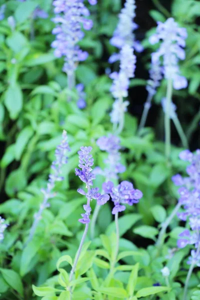 Flores Salvia Púrpura Hermoso Jardín —  Fotos de Stock