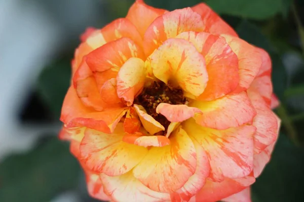 Beautiful Roses Blooming Garden — Stock Photo, Image