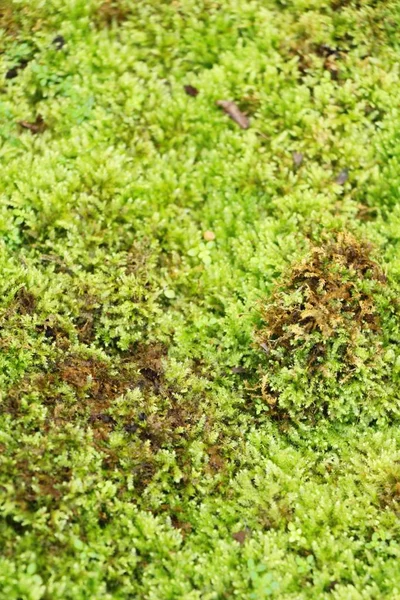 Musgo Verde Sobre Suelo Roca Con Naturaleza — Foto de Stock