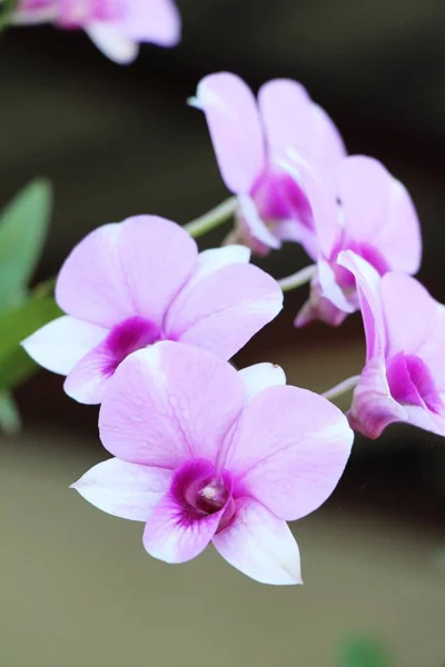 蘭の花で美しい自然の中で — ストック写真