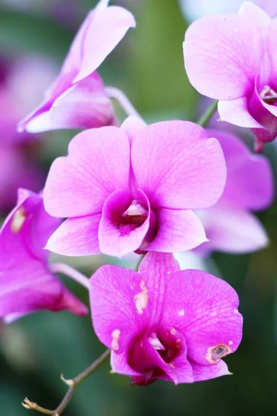 Květ Orchideje Krásné Přírodě — Stock fotografie