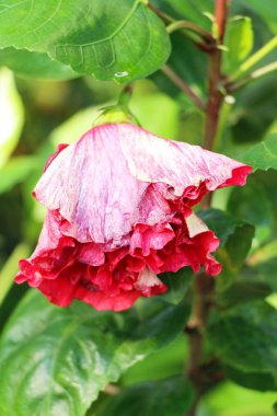 Hibiscus çiçek güzel doğa