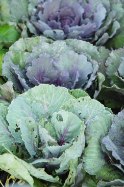 Bahçe doğa ile baş lahana