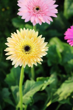 Gerbera çiçekleri Bahçe doğa ile