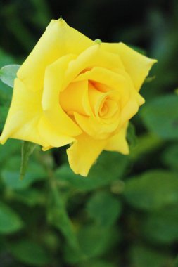 Güzel güller bahçede çiçek açan