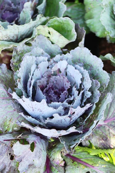 Cavolo Cappuccio Giardino Con Natura — Foto Stock