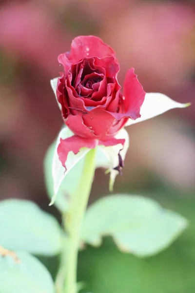 Belle Rose Sta Fiorendo Nel Giardino — Foto Stock