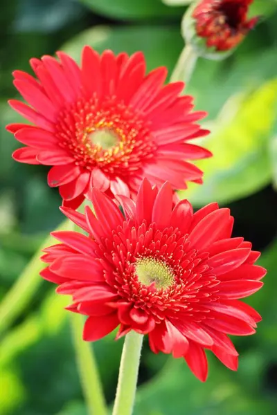 Gerbera Blüht Garten Mit Der Natur — Stockfoto