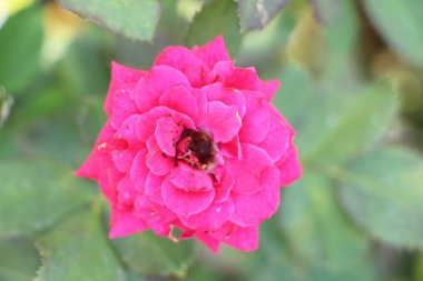 Güzel güller bahçede çiçek açan