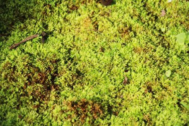 Yeşil yosun doğa ile rock katta