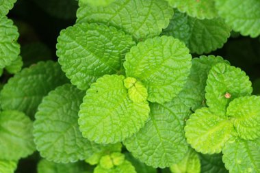 Biber nane yaprakları doğa ile bahçesinde