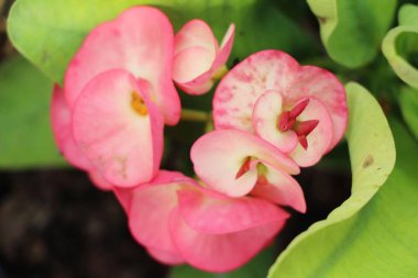 Atatürk milli doğada dikenli taç