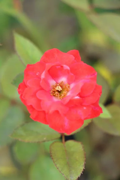 Саду Цветут Красивые Розы — стоковое фото