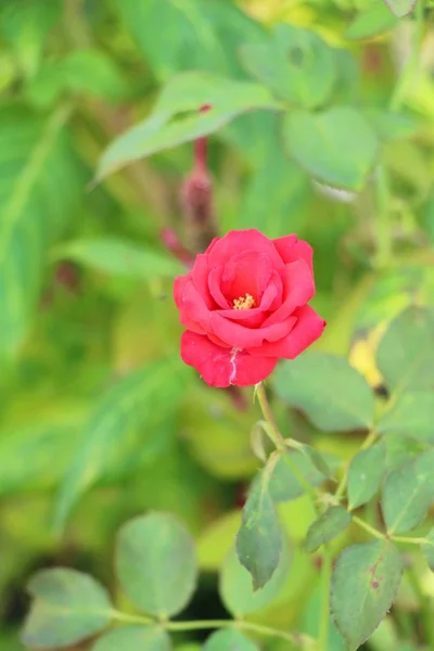 Hermosas Rosas Florecen Jardín —  Fotos de Stock