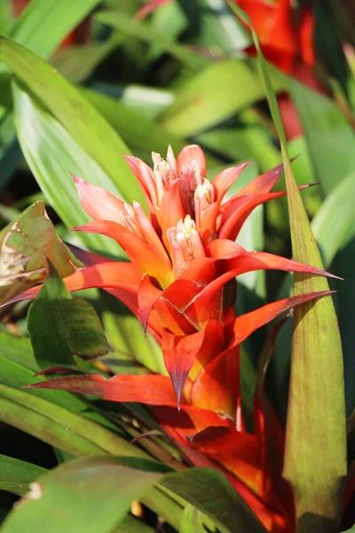 Bromélia Flor Jardim Com Natureza — Fotografia de Stock