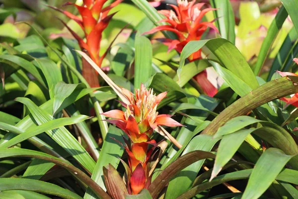 Bromelia Kwiat Ogrodzie Naturą — Zdjęcie stockowe