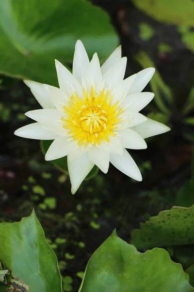 Doğa Ile Havuzda Güzel Lotus — Stok fotoğraf