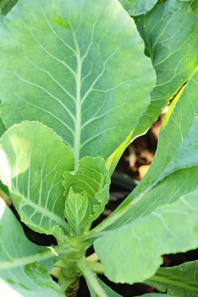 Head Cabbage Garden Nature — Stock Photo, Image