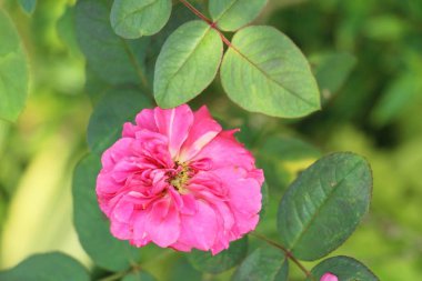 Güzel güller bahçede çiçek açan