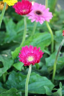 Gerbera çiçekleri Bahçe doğa ile