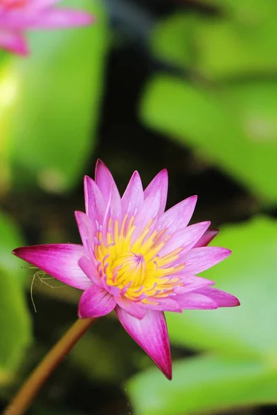 Hermoso Loto Estanque Con Naturaleza —  Fotos de Stock