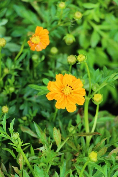 Bellissimi Fiori Colorati Cosmo Giardino — Foto Stock