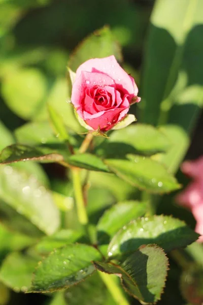 Hermosas Rosas Florecen Jardín — Foto de Stock