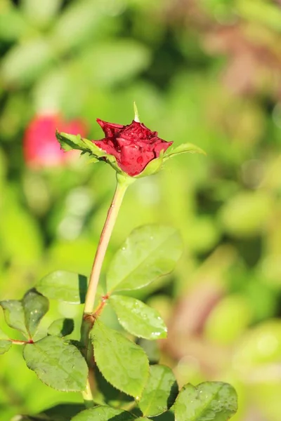 Kaunis Ruusut Kukkivat Puutarhassa — kuvapankkivalokuva