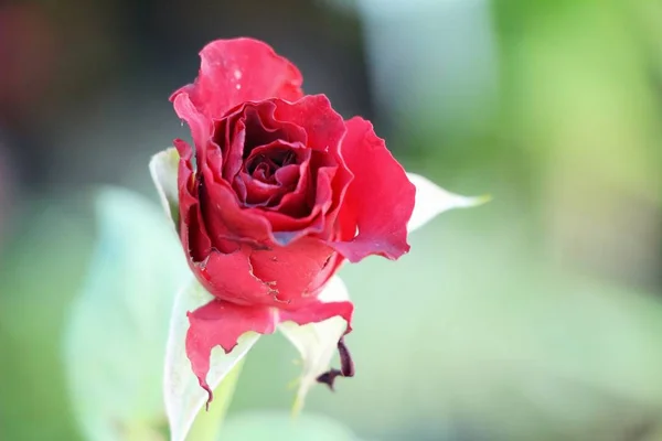 Lindas Rosas Estão Florescendo Jardim — Fotografia de Stock