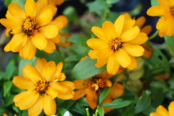 Fiore Quotidiano Bello Giardino Natura — Foto Stock