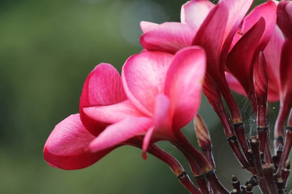 Plumeria flor con hermosa en la naturaleza — Foto de Stock