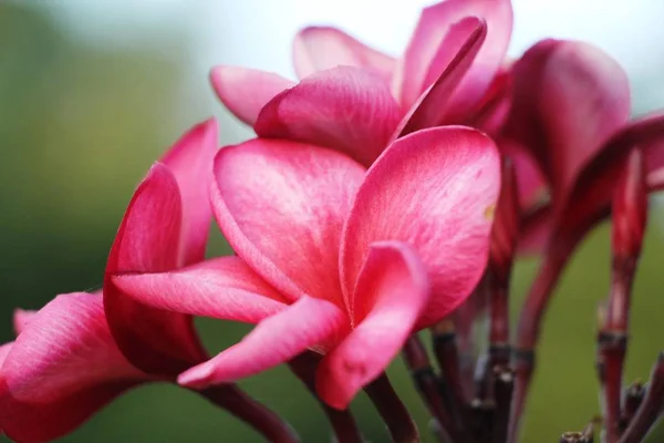 Plumeria flower with beautiful in the nature — Stock Photo, Image