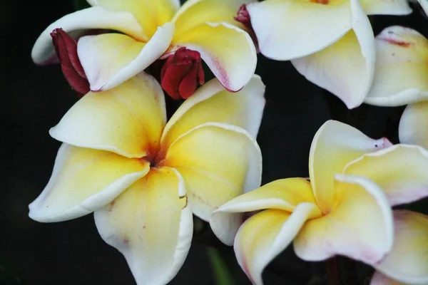 Plumeria flor con hermosa en la naturaleza —  Fotos de Stock