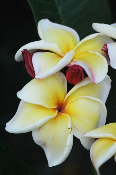 Plumeria Blume mit schönen in der Natur — Stockfoto