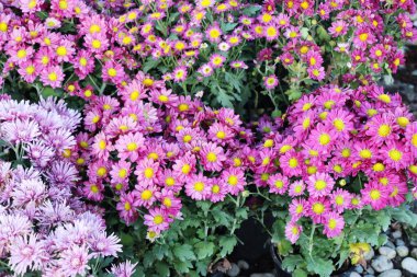 Kasımpatı çiçeği bahçede güzeldir