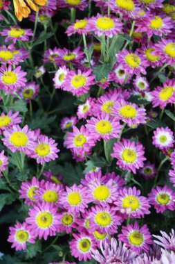 Kasımpatı çiçeği bahçede güzeldir