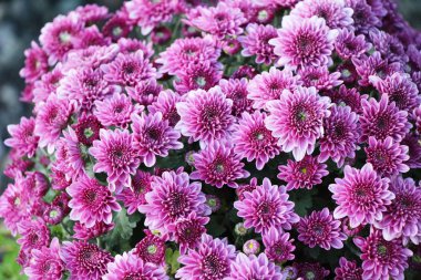 Kasımpatı çiçeği bahçede güzeldir