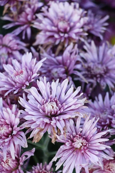 Chrysanthèmes Fleur Est Belle Dans Jardin — Photo