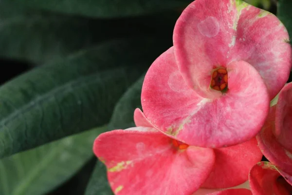 Euphorbia Milli Korona Cierniowa Przyrodzie — Zdjęcie stockowe