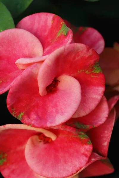 Euphorbia Milli Crown Thorns Nature — Stock Photo, Image