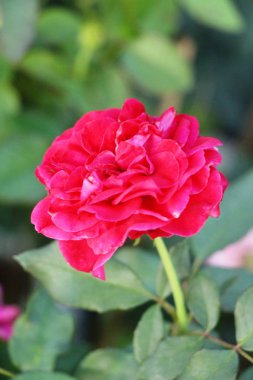 Güzel güller bahçede çiçek açan