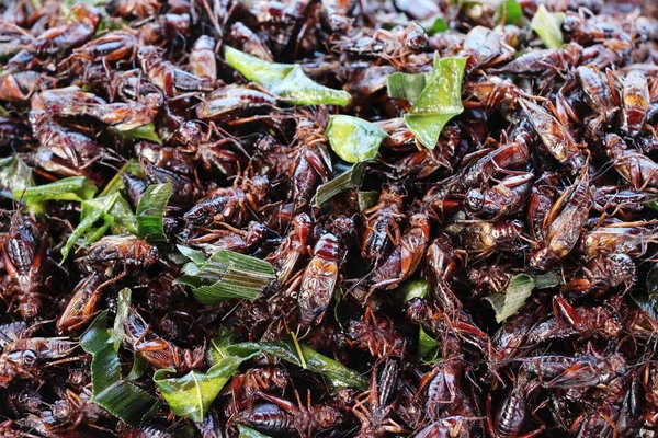 Gebakken Insecten Heerlijk Straat Eten — Stockfoto