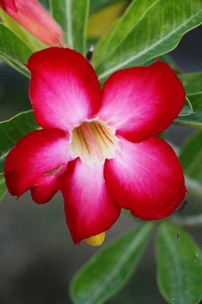 Квіти Азалії Красиві Саду — стокове фото