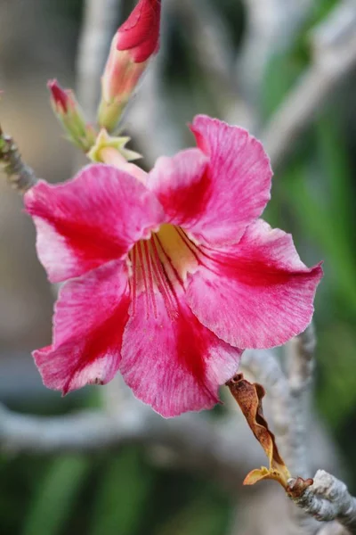 Flores Azalea Bonito Jardim — Fotografia de Stock