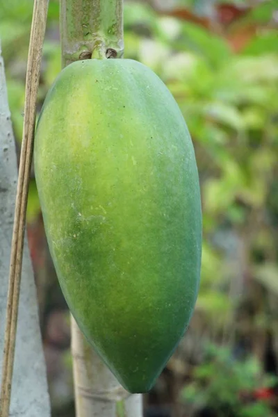 Papaya Hurma Ile Ağaç Üzerinde Asılı — Stok fotoğraf