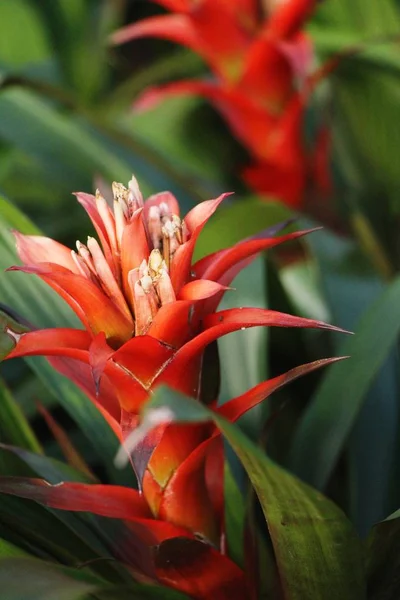 Bromeliad Flower Garden Nature — Stock Photo, Image