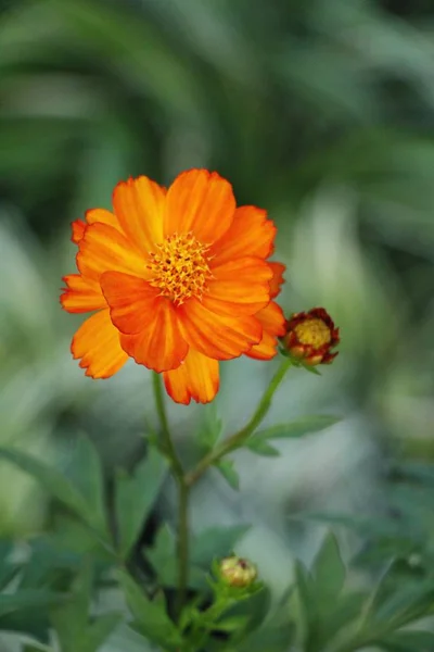 Belles Fleurs Colorées Cosmos Dans Jardin — Photo