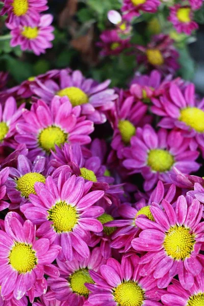 Chrysanthemums Flower Beautiful Garden — Stock Photo, Image