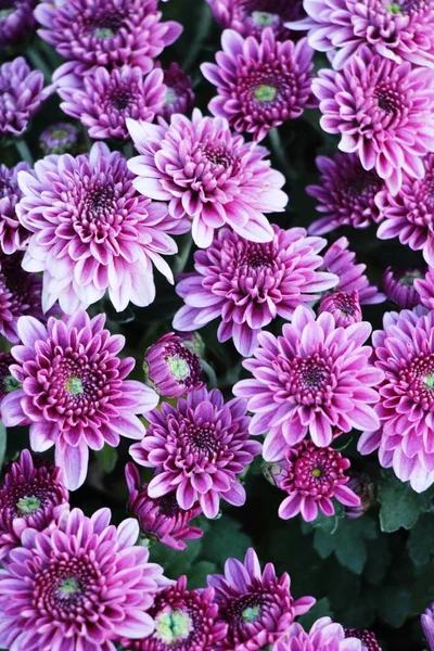 Chrysanthèmes Fleur Est Belle Dans Jardin — Photo